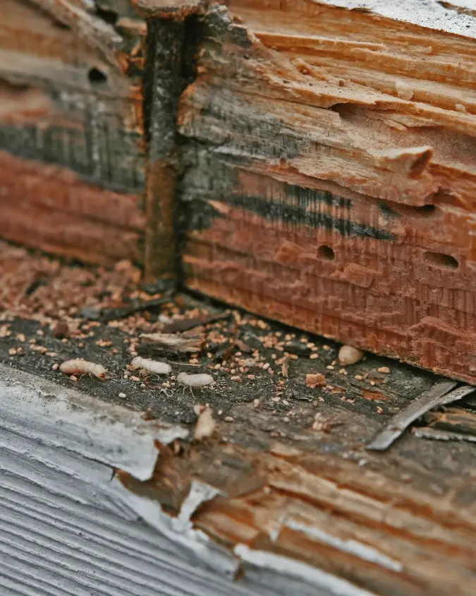 pre-purchase pest inspections melbourne